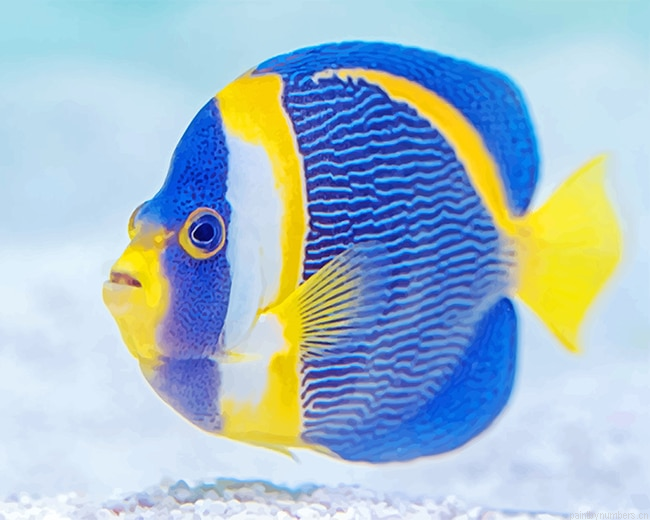 Blue And Yellow Fish Painting By Numbers.png