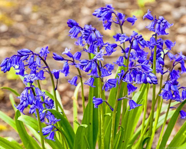 Bluebells Painting By Numbers.png