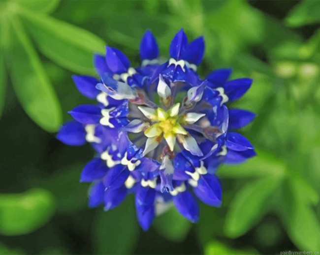 Bluebonnet Trail Painting By Numbers.png