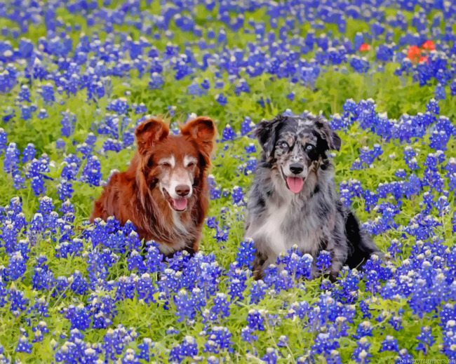 Bluebonnets And Dogs Painting By Numbers.png