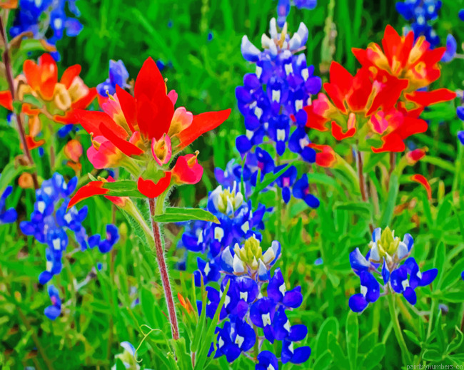 Bluebonnets Painting By Numbers.png