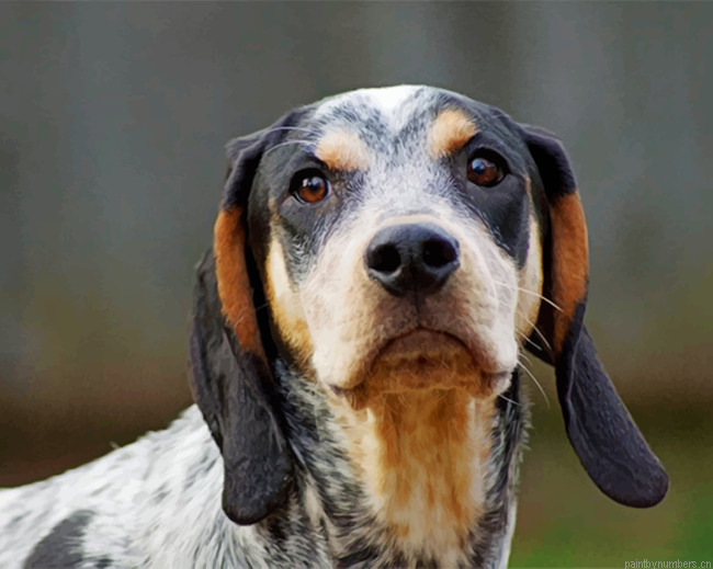 Bluetick Coonhound Painting By Numbers.png