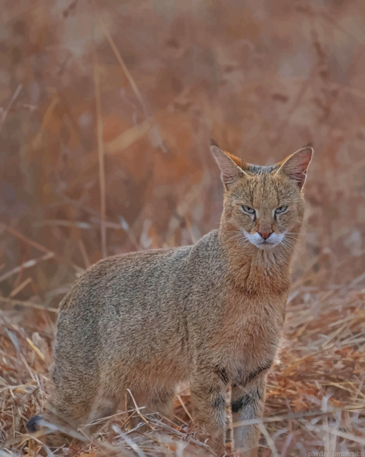 Bobcat Animal Painting By Numberss.png