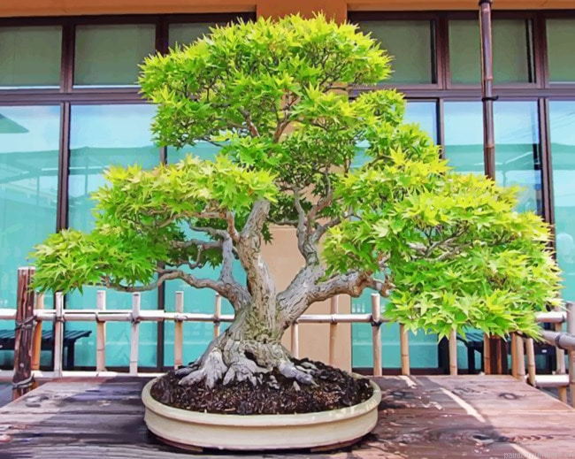 Bonsai Tree Painting By Numberss.png