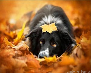 Border Collie And Leaves Painting By Numbers.png