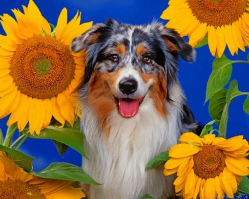 Border Collie Black Dog Painting By Numbers.png