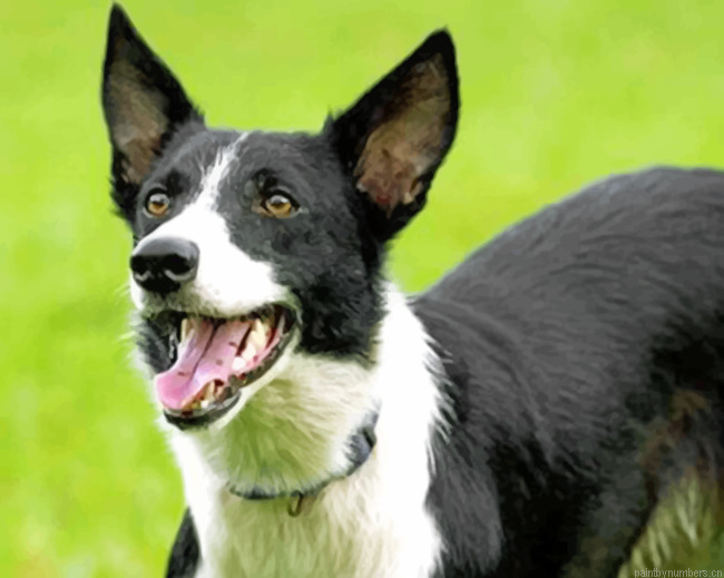 Border Collie Dog Painting By Numbers.png