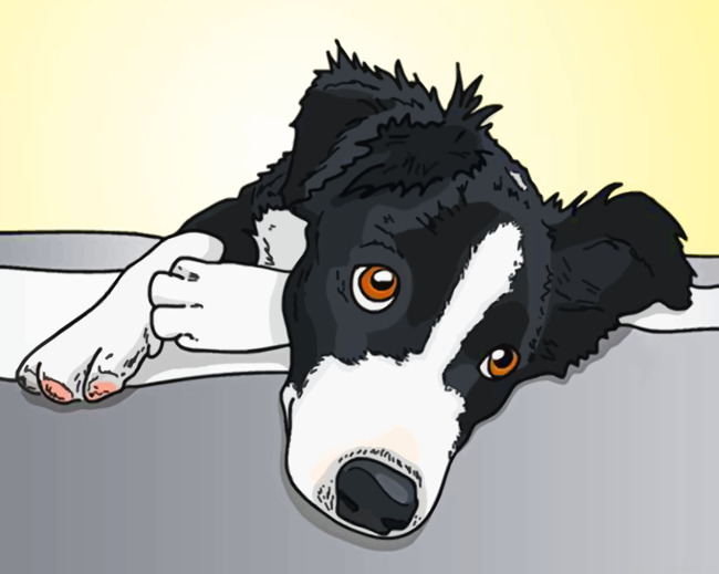 Border Collie Illustration Painting By Numberss.png