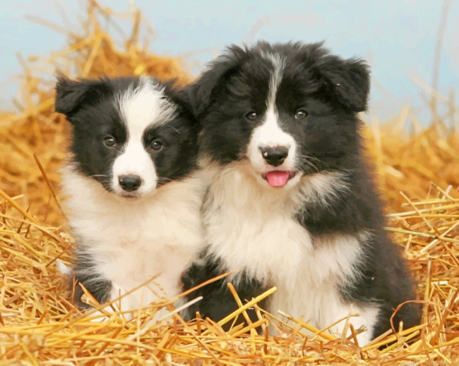 Border Collie Painting By Numbers.png
