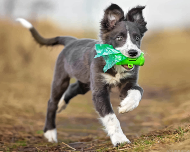 Border Collie Puppy Painting By Numberss.png