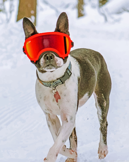 Boston Terrier In The Snow Painting By Numberss.png