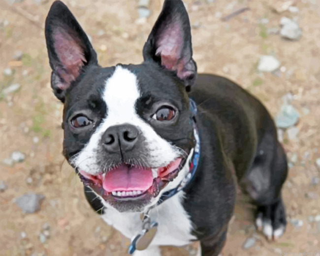 Boston Terrier Painting By Numberss.png