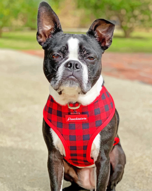 Boston Terrier Pet Painting By Numberss.png