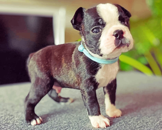 Boston Terrier Puppy Painting By Numberss.png