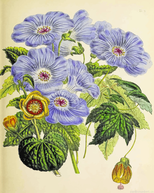 Botanical Flower Painting By Numbers.png