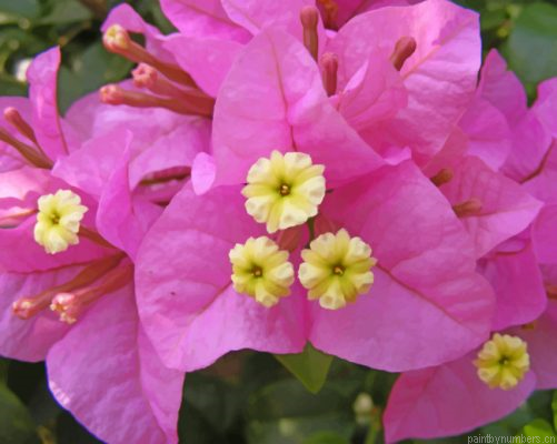 Bougainvillea Flowers Painting By Numbers.png