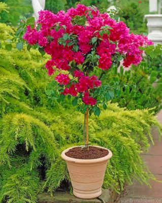 Bougainvillea Plant Painting By Numbers.png