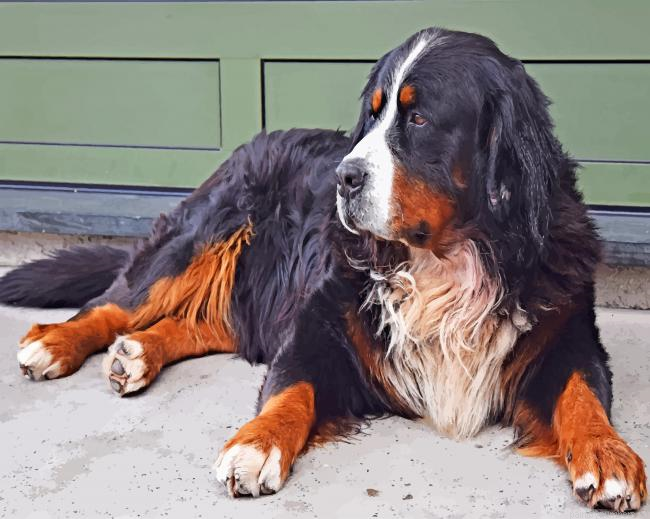Bovaro Delbernese Dog Animals Painting By Numberss.png