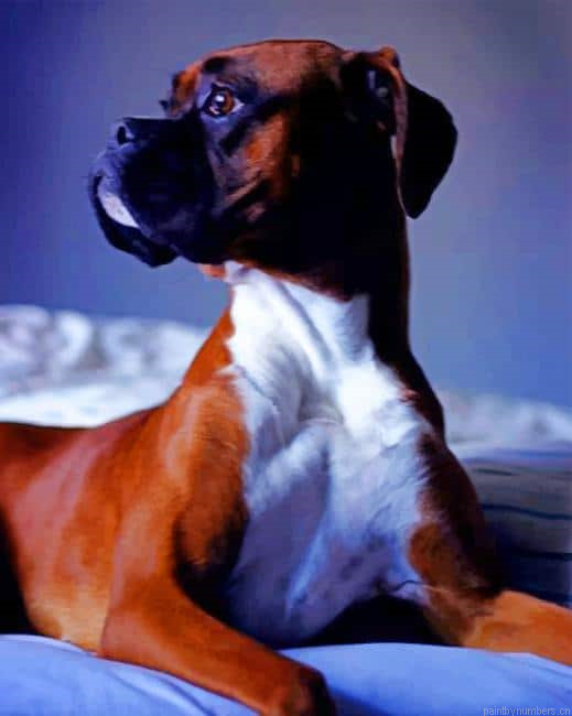 Boxer Dog Animals Painting By Numberss.png