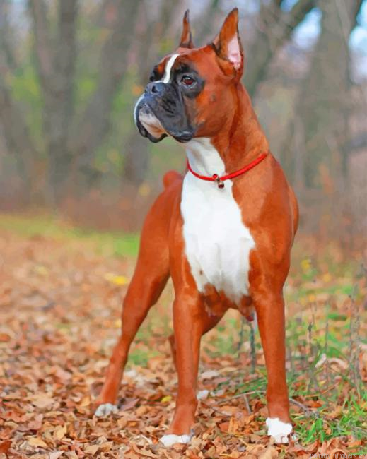 Boxer Dog In Forest Animals Painting By Numberss.png