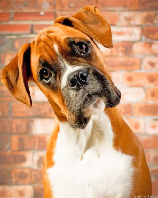 Boxer Dog Portrait Animals Painting By Numberss.png