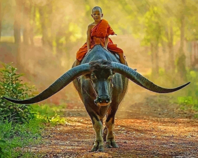 Boy Monk Riding Buffalo Painting By Numberss.png