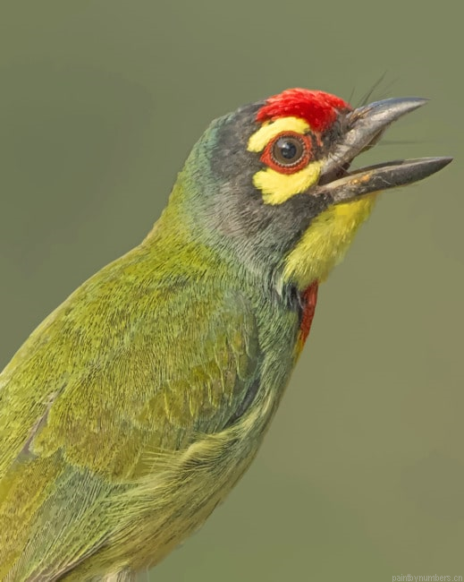 Bright Green Bird Painting By Numberss.png
