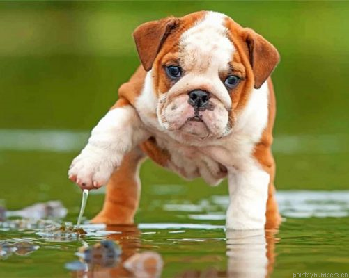 British Bulldog In The Water Painting By Numbers.png