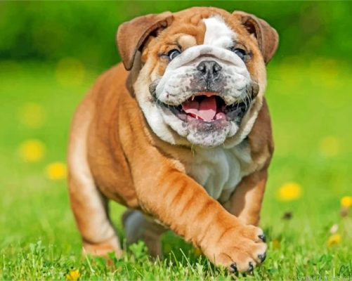 British Bulldog Painting By Numbers.png