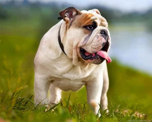 British Bulldog Pet Painting By Numbers.png