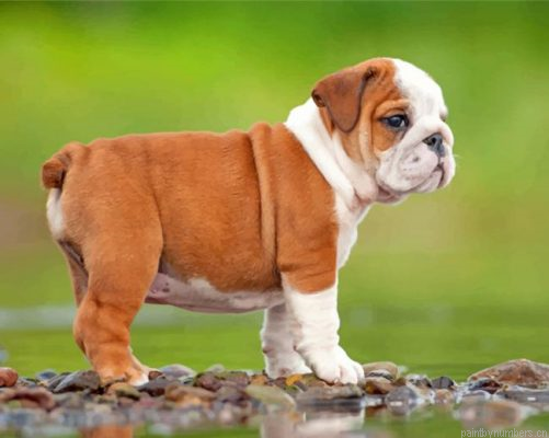 British Bulldog Puppy Painting By Numbers.png