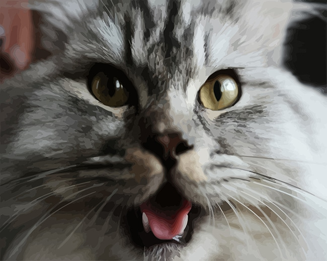 British Shorthair Cats Painting By Numberss.png
