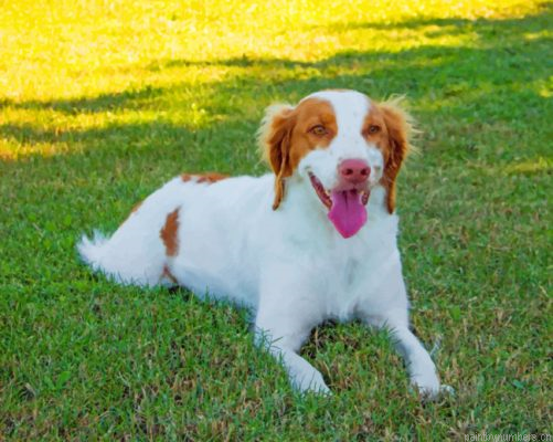 Brittany Spaniel Animal Painting By Numbers.png