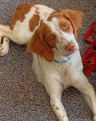 Brittany Spaniel Dog Painting By Numbers.png