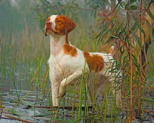 Brittany Spaniel Dog Pet Painting By Numbers.png