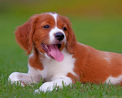 Brittany Spaniel Painting By Numbers.png