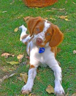 Brittany Spaniel Pet Painting By Numbers.png