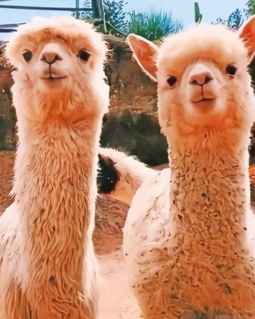 Brown Alpacas Animals Painting By Numberss.png
