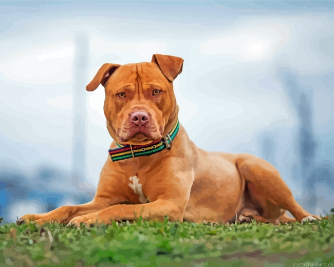 Brown American Bully Painting By Numberss.png