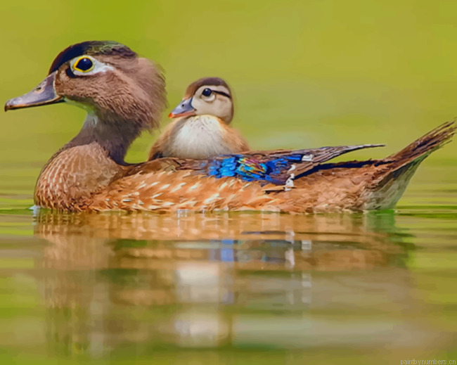 Brown And Blue Ducks In Water Birds Painting By Numberss.png
