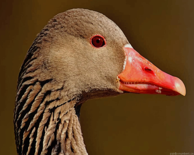 Brown And Red Duck Goose Water Bird Painting By Numberss.png