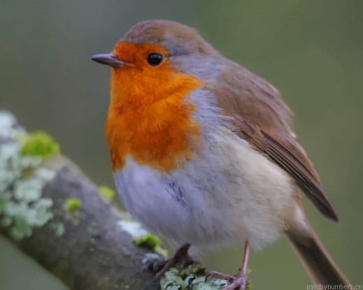 Brown And White Bird Painting By Numberss.png