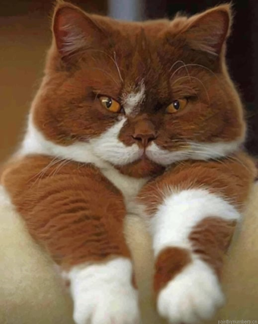 Brown And White Cat Animals Painting By Numberss.png