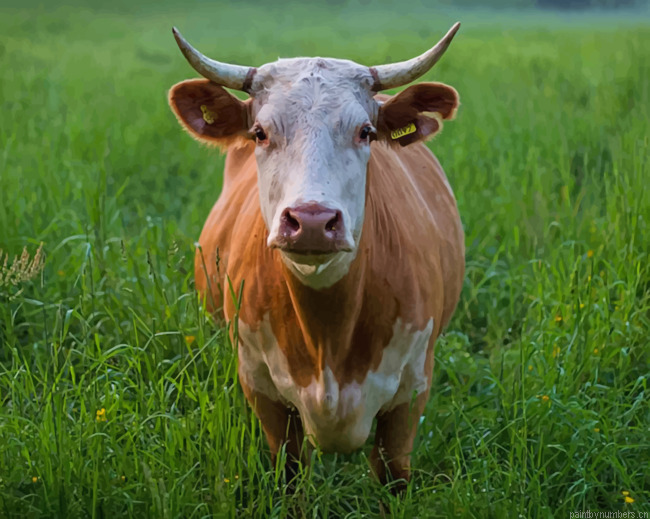 Brown And White Cattle Cow Animals Painting By Numberss.png