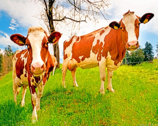 Brown And White Cows Animals Painting By Numberss.png