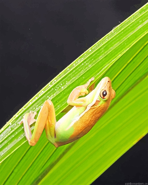 Brown And White Frog Amphibians Painting By Numberss.png