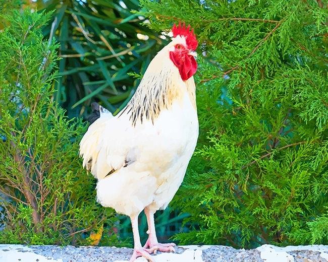 Brown And White Rooster Birds Painting By Numberss.png