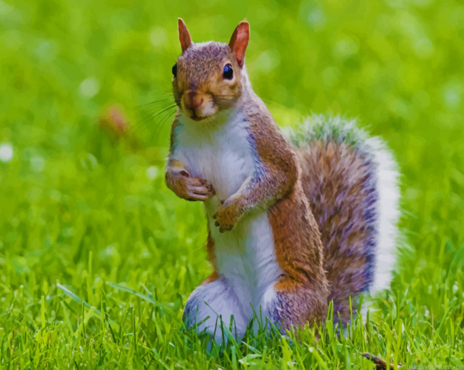 Brown And White Squirrel Animals Painting By Numberss.png