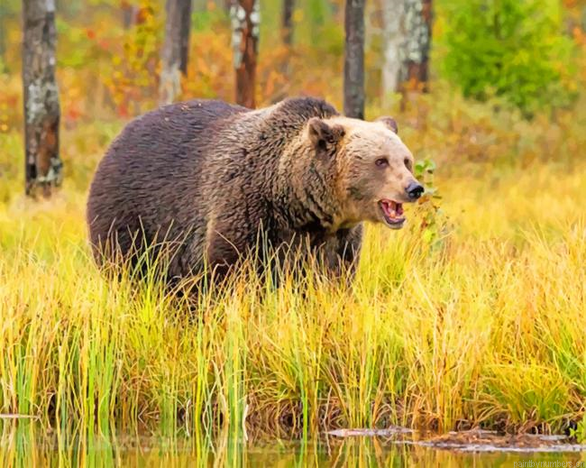 Brown Bear Animals Painting By Numberss.png