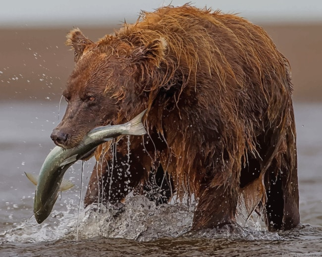Brown Bear Hunting Fish Animals Painting By Numberss.png